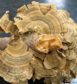 Turkey Tail